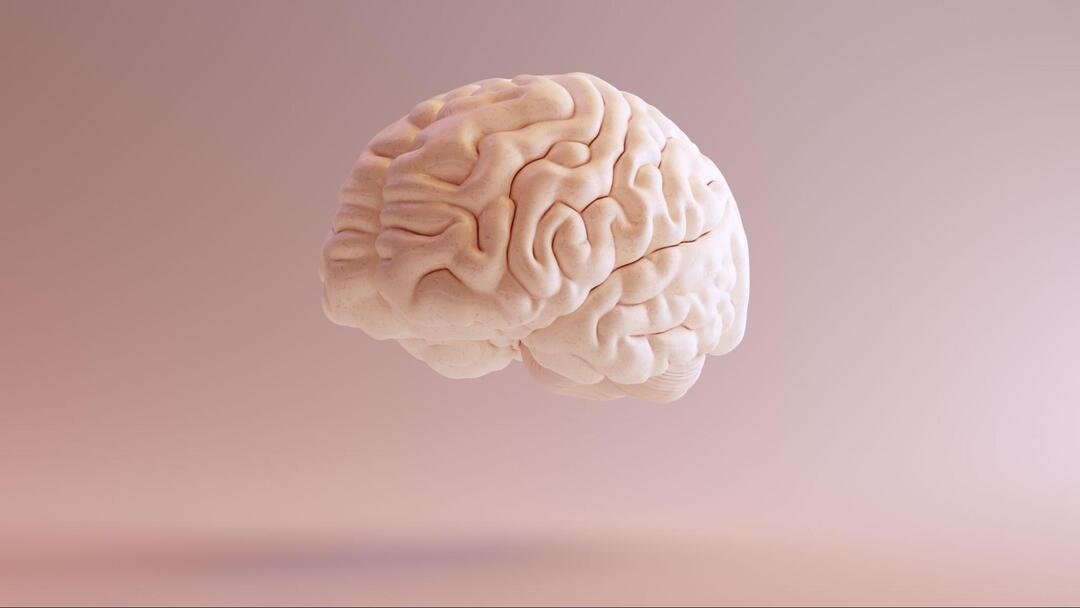 人間の脳の3Dグラフィック。
