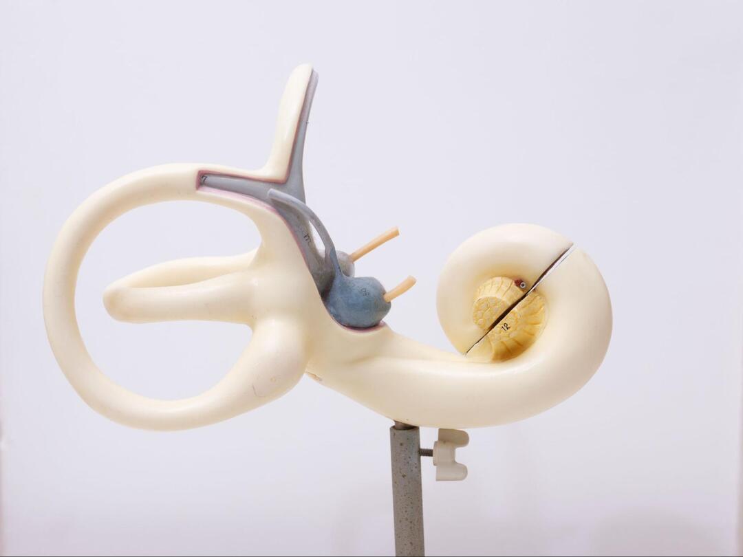 三半規管や蝸牛など、耳の内耳の構造を立体的に表した解剖模型